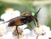 Chrysops relictus